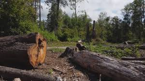 Trusted Montrose, VA Tree Care Experts