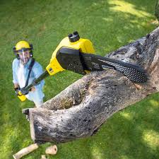 Best Lawn Renovation and Restoration  in Montrose, VA