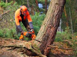 How Our Tree Care Process Works  in  Montrose, VA