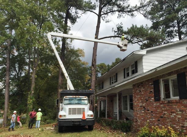 Best Tree and Shrub Care  in Montrose, VA