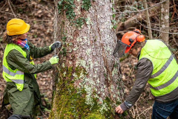 Best Commercial Tree Services  in Montrose, VA
