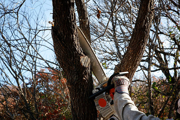 Best Firewood Processing and Delivery  in Montrose, VA