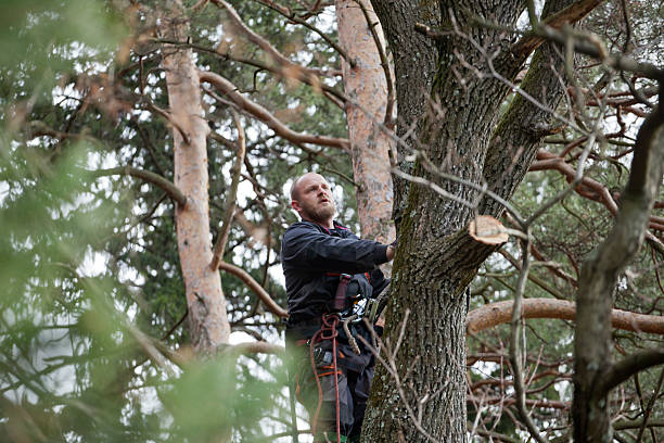 Best Root Management and Removal  in Montrose, VA