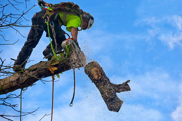 Best Tree Trimming and Pruning  in Montrose, VA